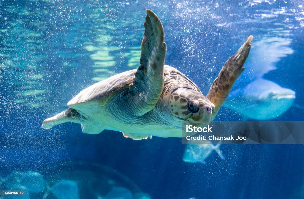 Sea turtle is swimming in aquarium tank. Aquarium Stock Photo