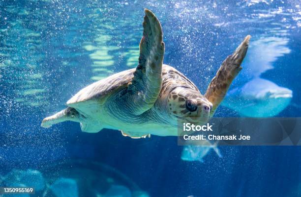 Sea Turtle Is Swimming In Aquarium Tank Stock Photo - Download Image Now - Aquarium, Sea Turtle, Virginia - US State