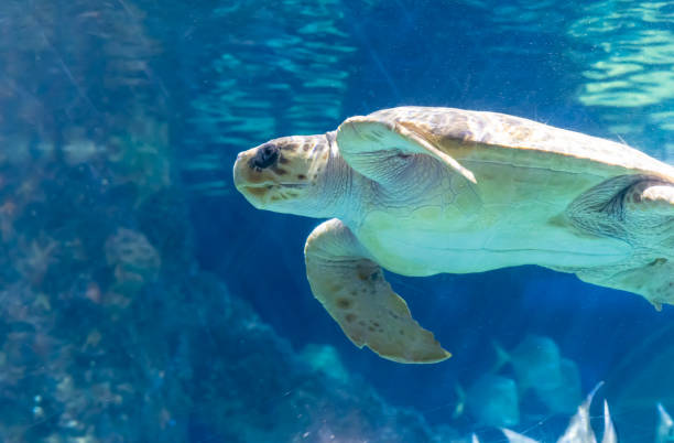 istock Sea turtle is swimming in aquarium tank. 1350955181