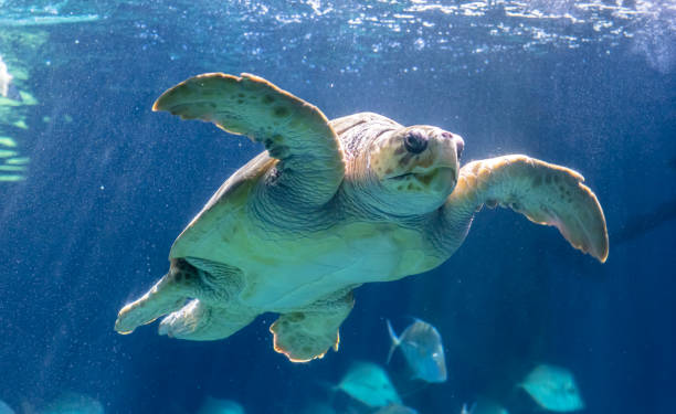 istock Sea turtle is swimming in aquarium tank. 1350955183