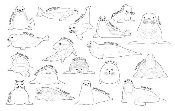 Vector illustration of Seal Set Various Kind Identify Cartoon Vector Black and White
