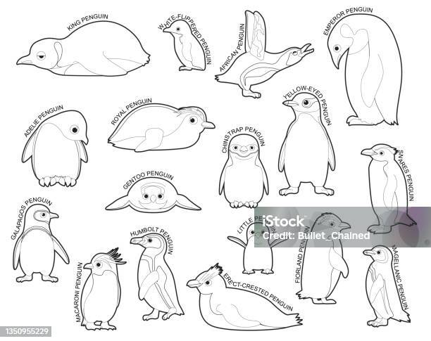 Penguin Set Various Kind Identify Cartoon Vector Black And White Stock  Illustration - Download Image Now - iStock