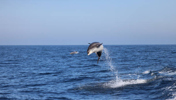 Bottlenose Dolphin stock photo