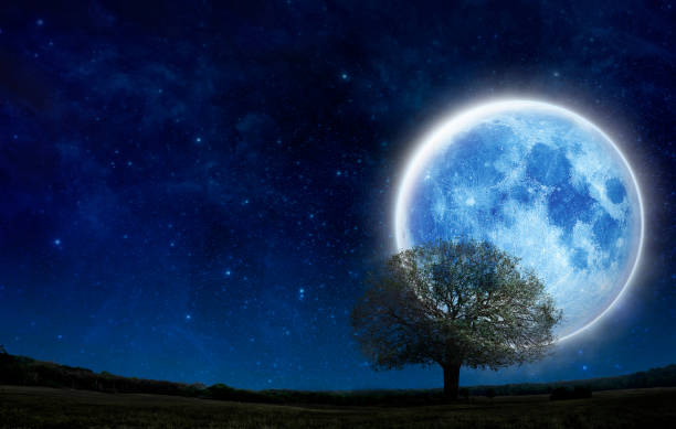 istock Super full moon with silhouette tree in night sky with text copy space. Lone moon and tree show live alone, Halloween and save nature concept. Silhouette tree on green grass field with big blue moon. 1350956154