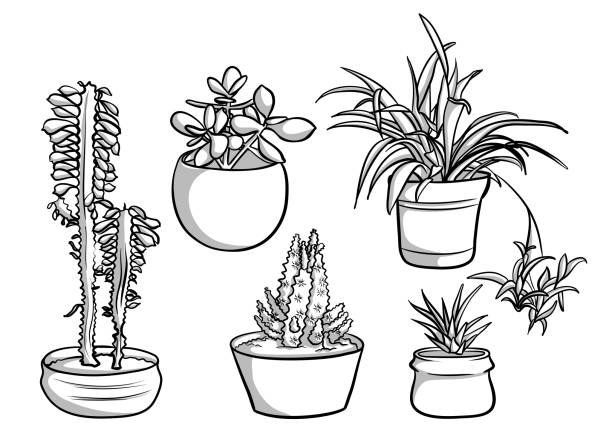 Spider Plant And Friends Hand drawn sketch illustration of indoor plants, succulent, spider plant, cactus, chlorophytum comosum stock illustrations