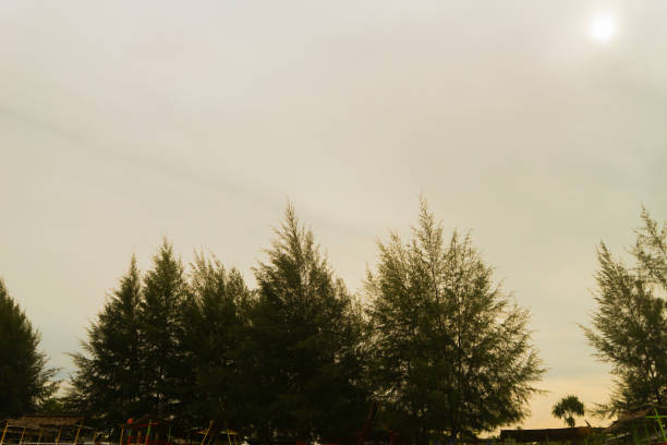Low angle view of pine trees against the sky