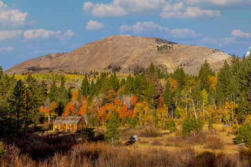 High quality stock photos of Autumn colors in the Sierra Nevada mountains in Nevada and California.