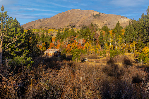 High quality stock photos of Autumn colors in the Sierra Nevada mountains in Nevada and California.