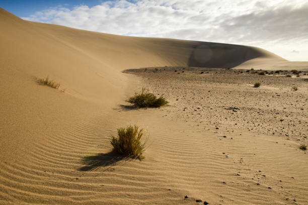 istock Wind-swept dunes and grass in the Namib Desert, Namibia 1350971701