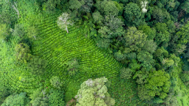 Aerial view green tea plantation on moutain hill north of Thailand, Top view aerial photo from flying drone of a green tea plantation. Aerial view green tea plantation on moutain hill north of Thailand, Top view aerial photo from flying drone of a green tea plantation. tree farm stock pictures, royalty-free photos & images