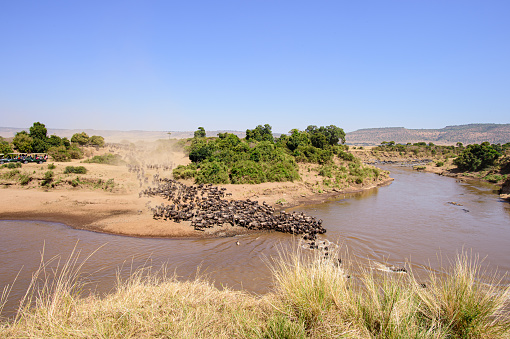 Great wildebeest migration river crossing in Mara River shot from top angle with wide lens.