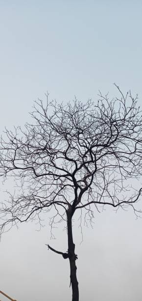 istock Photo of a dry tree under the blue sky 1350983050