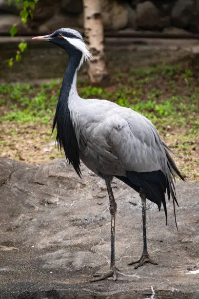 The demoiselle crane, lat. Anthropoides virgo or Grus virgo in zoo. A graceful large bird with long legs.