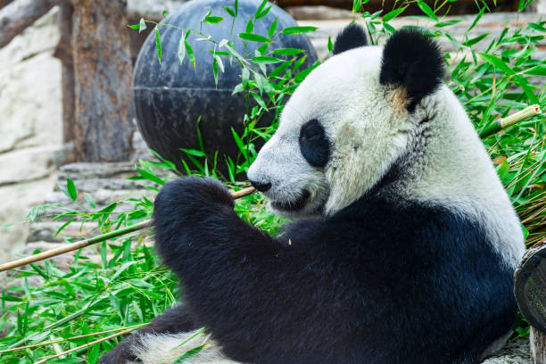 istock The Giant Panda Bear sits while eating a bamboo stalk 1350986213