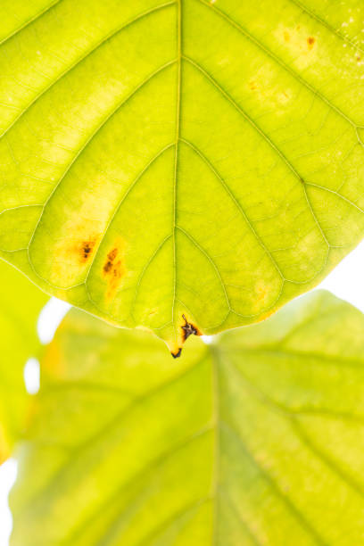istock Ficus umbellata leaf close-up 1350986850