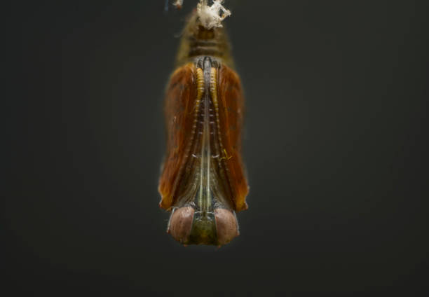 Pupa Stage in the life cycle of a butterfly, Spotted rustic is undergoing complete metamorphosis to emerge as a beautiful adult butterfly. Chrysalis close up macro photograph against a dark background