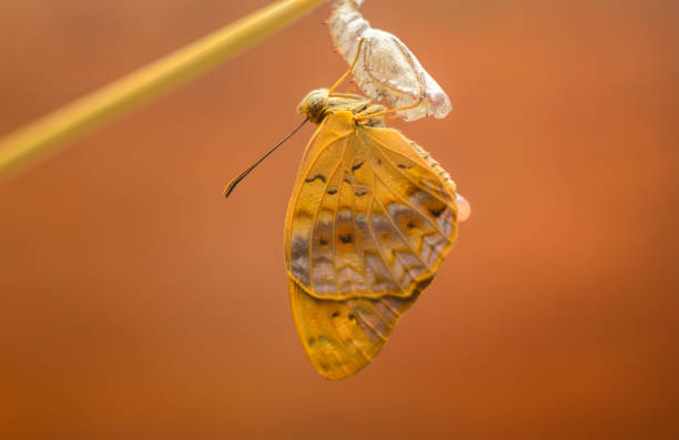 Common leopard butterfly emerging after completion of metamorphosis. A beautiful butterfly hangs onto the empty chrysalis case a close-up macro photograph.