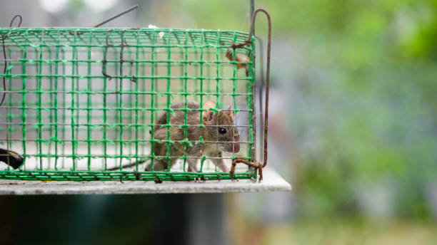 House rat trapped inside the metal mesh rat trap cage. House rat trapped inside the metal mesh rat trap cage. entrapment stock pictures, royalty-free photos & images