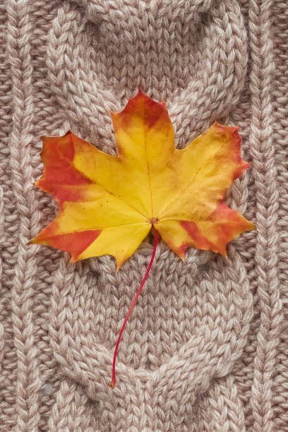 istock Orange maple leaf on a knitted gray background, vertical photo. 1350987266