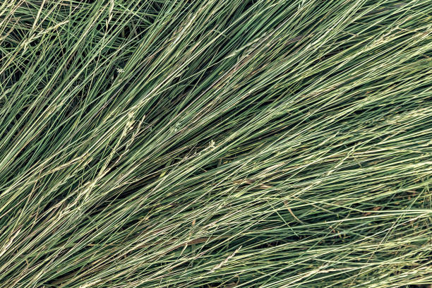 texture arrière-plan tondu herbe verte sèche, faisant du foin dans le pâturage - chercher de la nourriture photos et images de collection