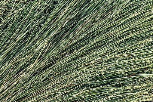 Texture background mown dry green grass, making hay in the pasture