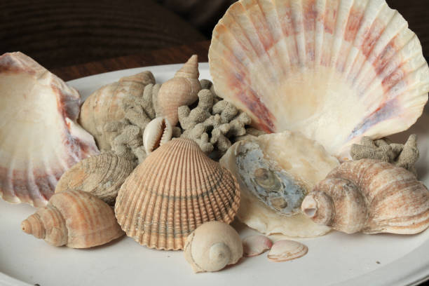 a display of sea shells - 7595 imagens e fotografias de stock