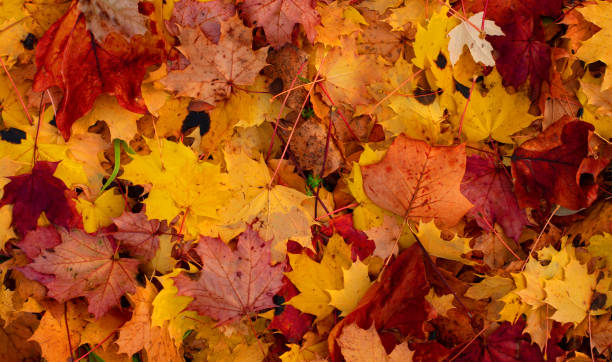 istock a colorful autumn 1350988216