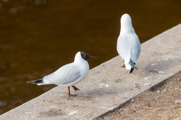 istock two seagulls near the water 1350988435