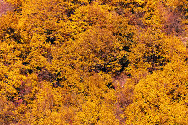 Colorful autumn trees on a mountain slope