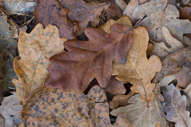 istock fall oak brown leaves on ground closeup 1350989485