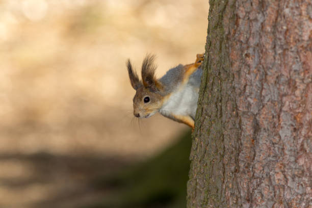 istock portrait of a squirrel 1350990477
