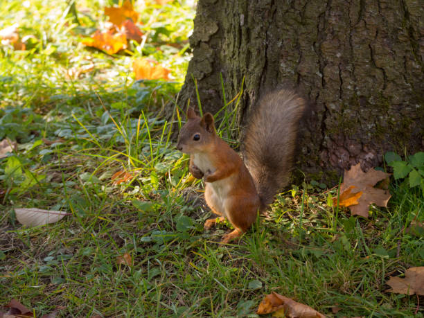 istock portrait of a squirrel 1350990535