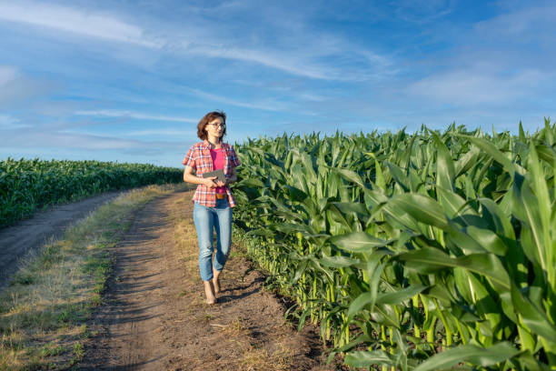 coltivatrice di mais caucasica fiduciosa in blue jeans cammina lungo il campo di mais con tablet pc in mano - ipad farmer agronomy pc foto e immagini stock