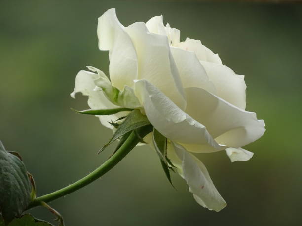 THE SIDE VIEW OF THE BLOOMING WHITE ROSE stock photo