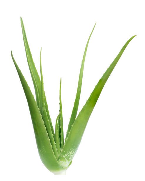 istock fresh aloe Vera isolated on white background 1350995927
