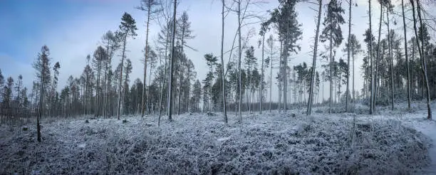 Winter landscape, winter forest trees covered with frost and snow
