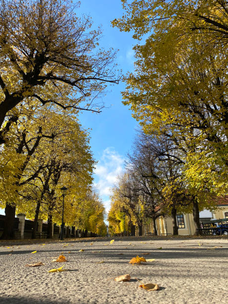 istock Autumn scene with treelined avenue 1351001968