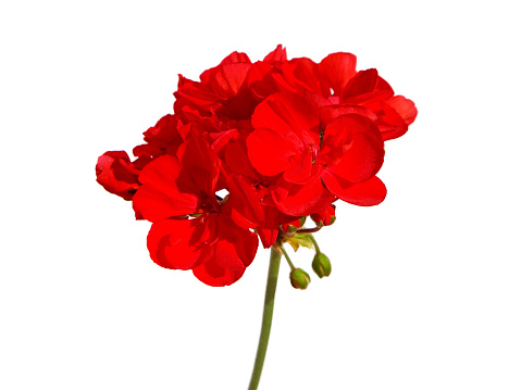 Single red flowers of garden geranium plant isolated on white
