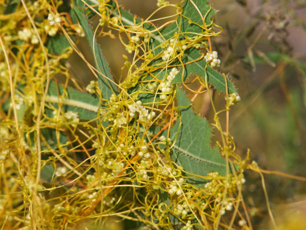 istock The greater dodder or European dodder, parasitic plant. Cuscuta europaea 1351002268