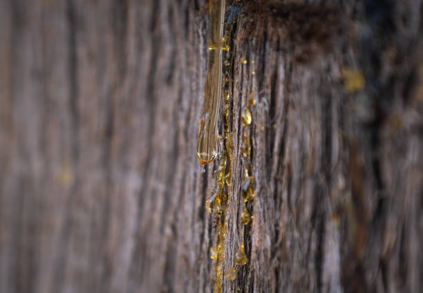 résine s’écoulant de l’écorce de cyprès - tree resin photos et images de collection