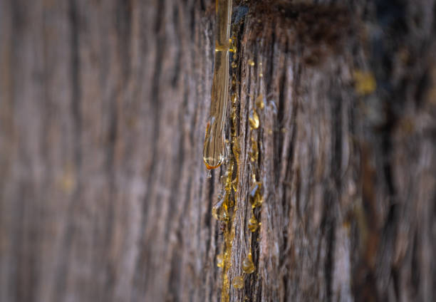 resin flowing from cypress tree bark - tree resin imagens e fotografias de stock