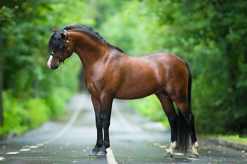 Bay Welsh cob pony posing outside on green background.