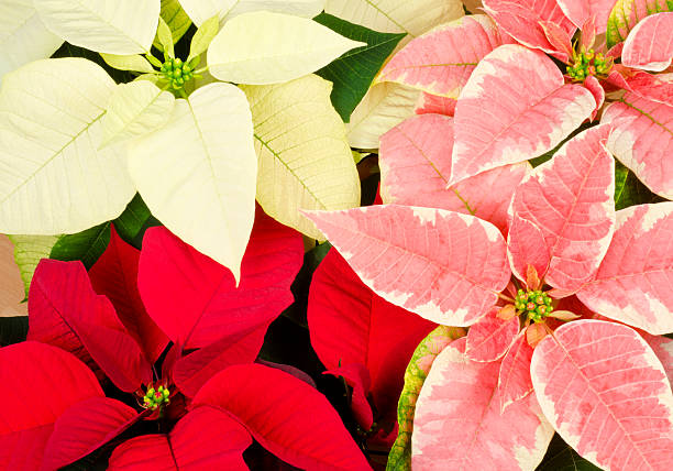 Close up of colorful poinsettia: white, red and pink marble.