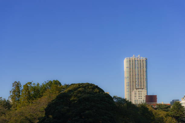 widok na park w shinjuku-ku, tokio - japanese maple leaf water japan zdjęcia i obrazy z banku zdjęć