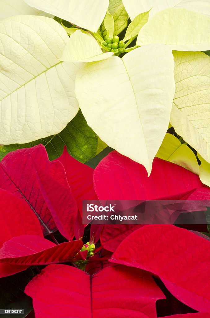 Primer Plano De Una Roja Y Una Flor De Nochebuena Flor Blanca Cabezales  Foto de stock y más banco de imágenes de Celebración - Ocasión especial -  iStock