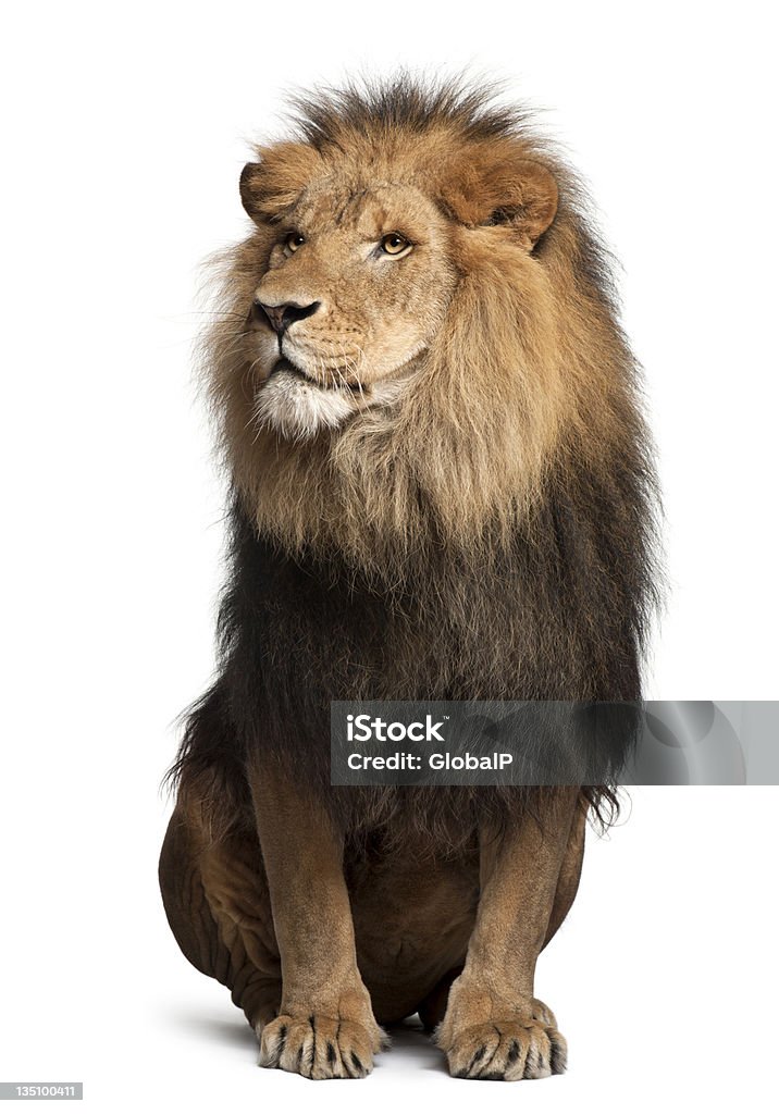 Leão, Panthera leo, 8 anos de idade, sentado - Foto de stock de Leão royalty-free