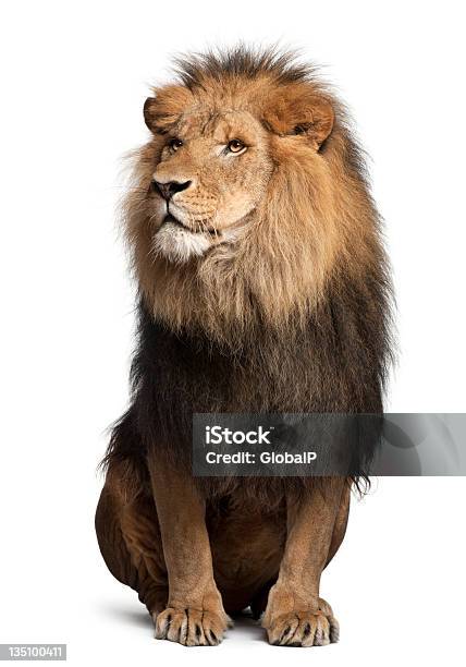 Foto de Leão Panthera Leo 8 Anos De Idade Sentado e mais fotos de stock de Leão - Leão, Sentar, Retrato
