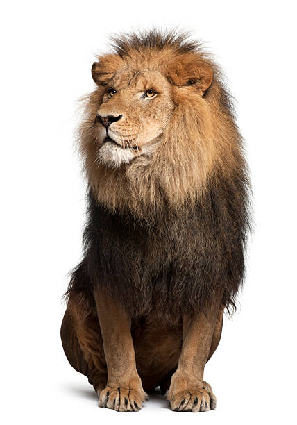 лев,, пантера leo, 8 лет, сидя - lion mane strength male animal стоковые фото и изображения