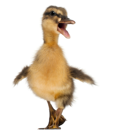 Mallard or wild duck, Anas platyrhynchos, 3 weeks old, in front of white background