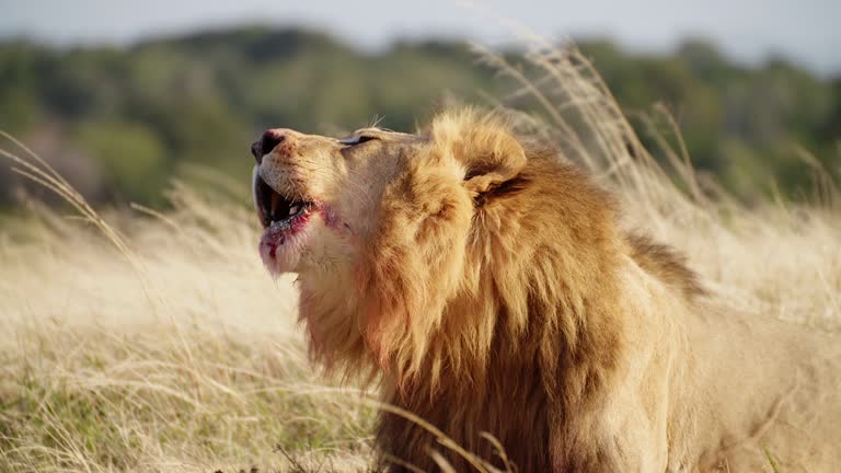 550+ Lion Roar Stock Videos and Royalty-Free Footage - iStock